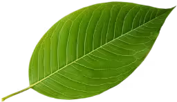 Fresh curry leaves - natural ingredient for cold pressed detox juice